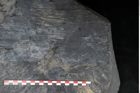 Foto (Detailansicht) von Sigillaria subrotunda Brongniart (NHMW-GEO-2024-0188-11235)